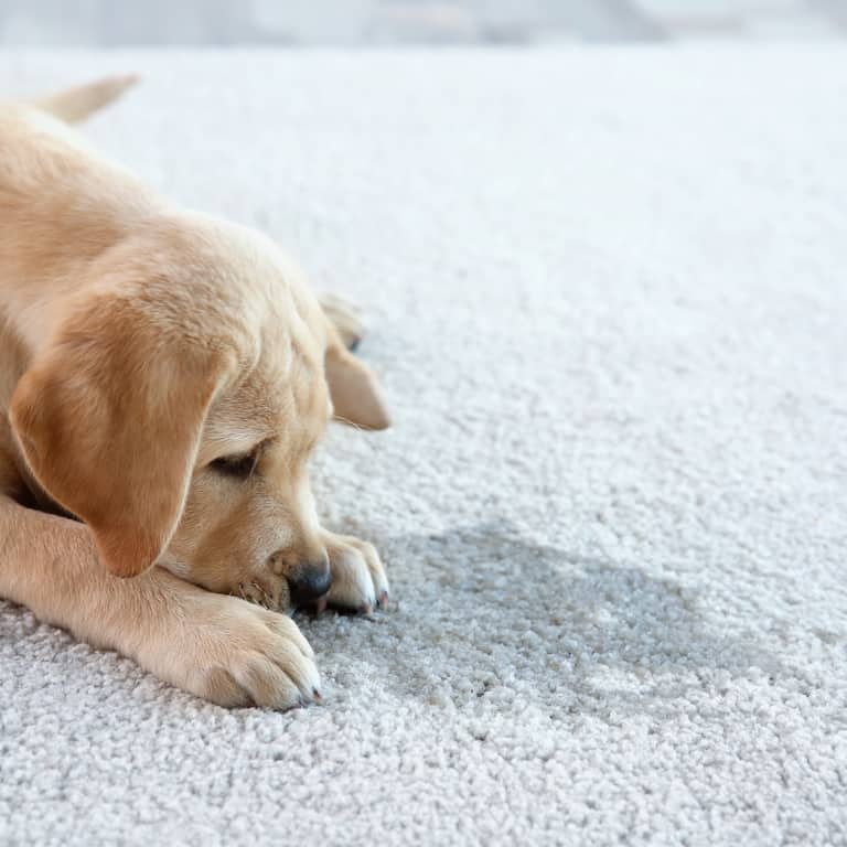 //www.diamondsteamcleaning.com.au/wp-content/uploads/2017/02/pet-urine-removal.jpg