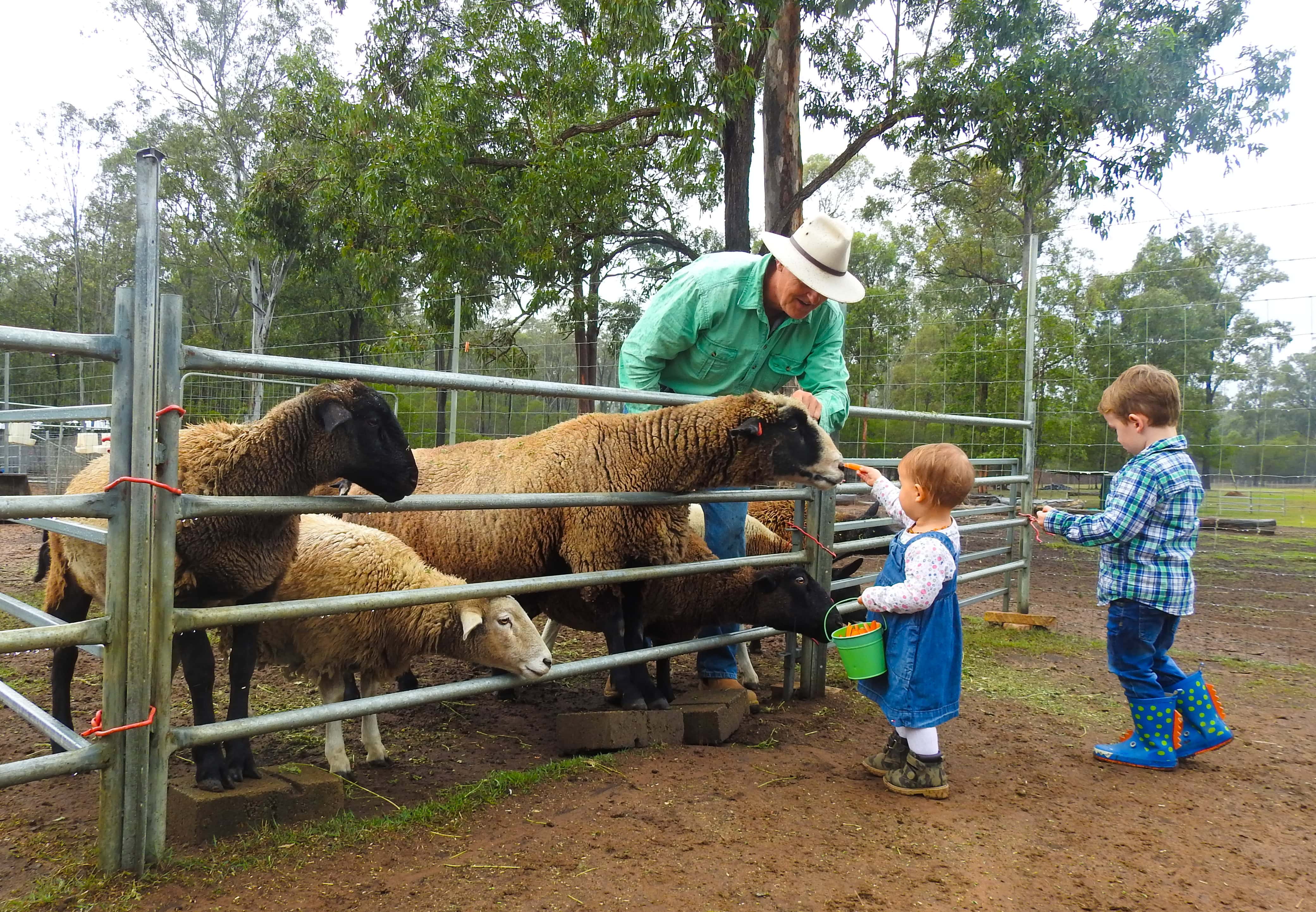 Haigslea Ewe Nique Hobby Farm Haigslea Ewe Nique Hobby Farm
