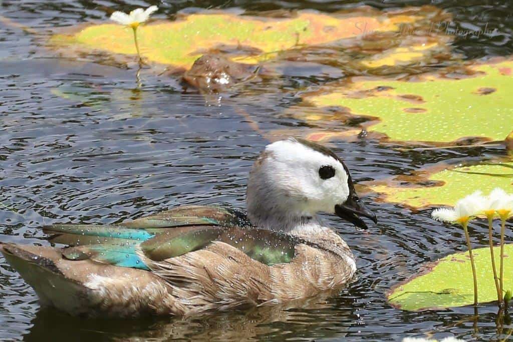Duck – Cotton Pigmy Goose_13032016_8506_ Duck – Cotton Pigmy Goose_13032016_8506_
