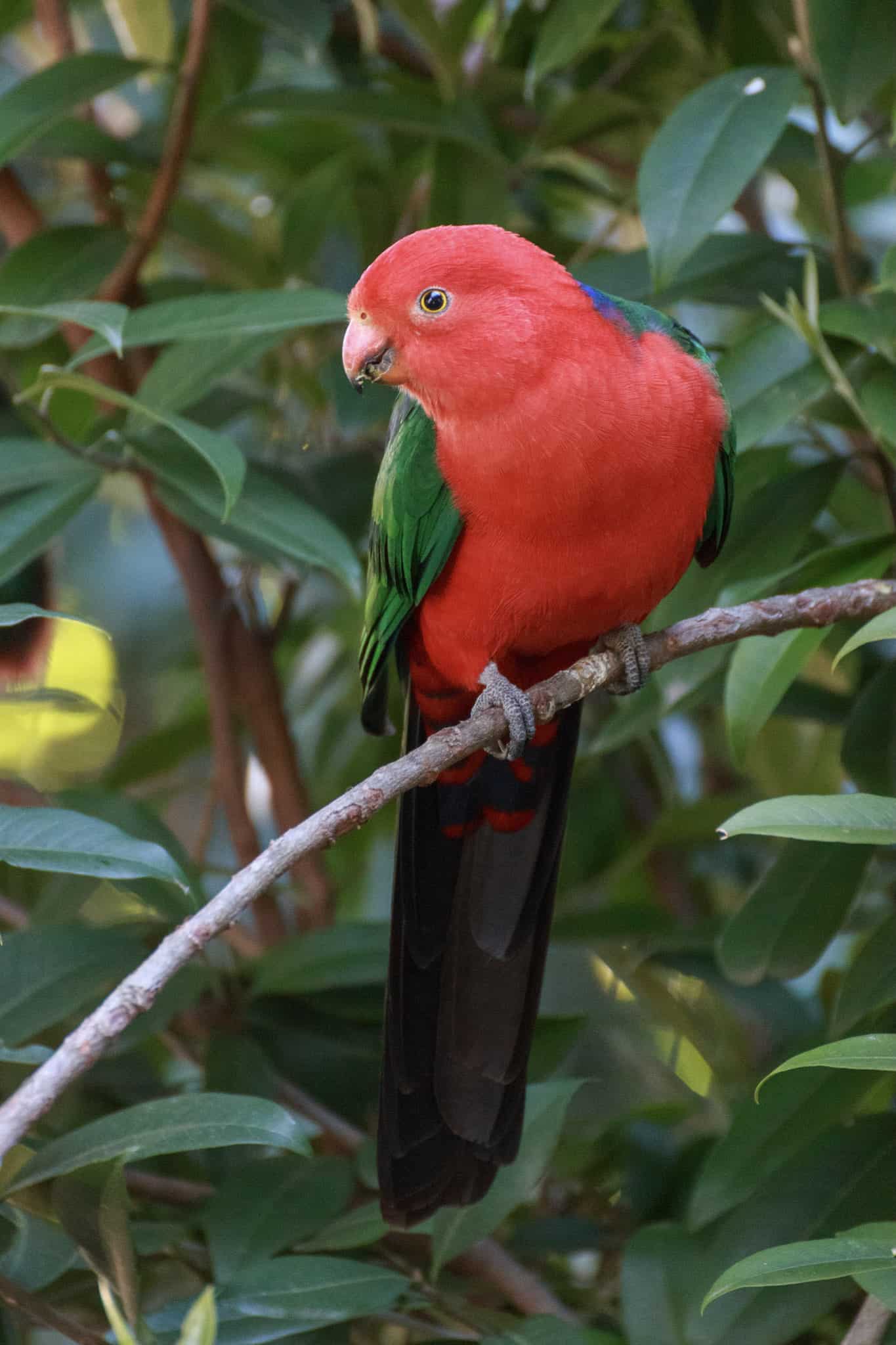 King Parrot at Queens Park Nature Centre – Michael Gibbs King Parrot at Queens Park Nature Centre – Michael Gibbs