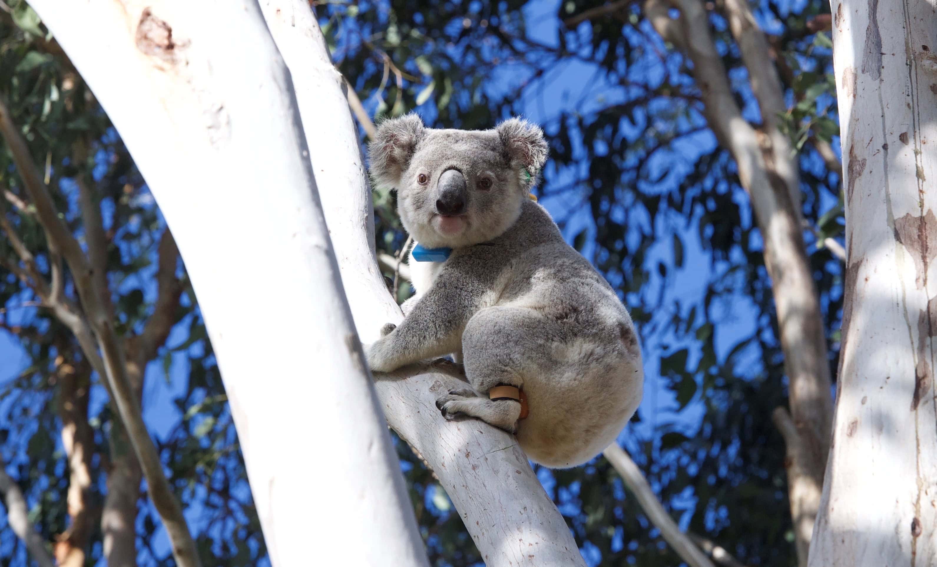 Koala at Spicers Hidden Vale Koala at Spicers Hidden Vale