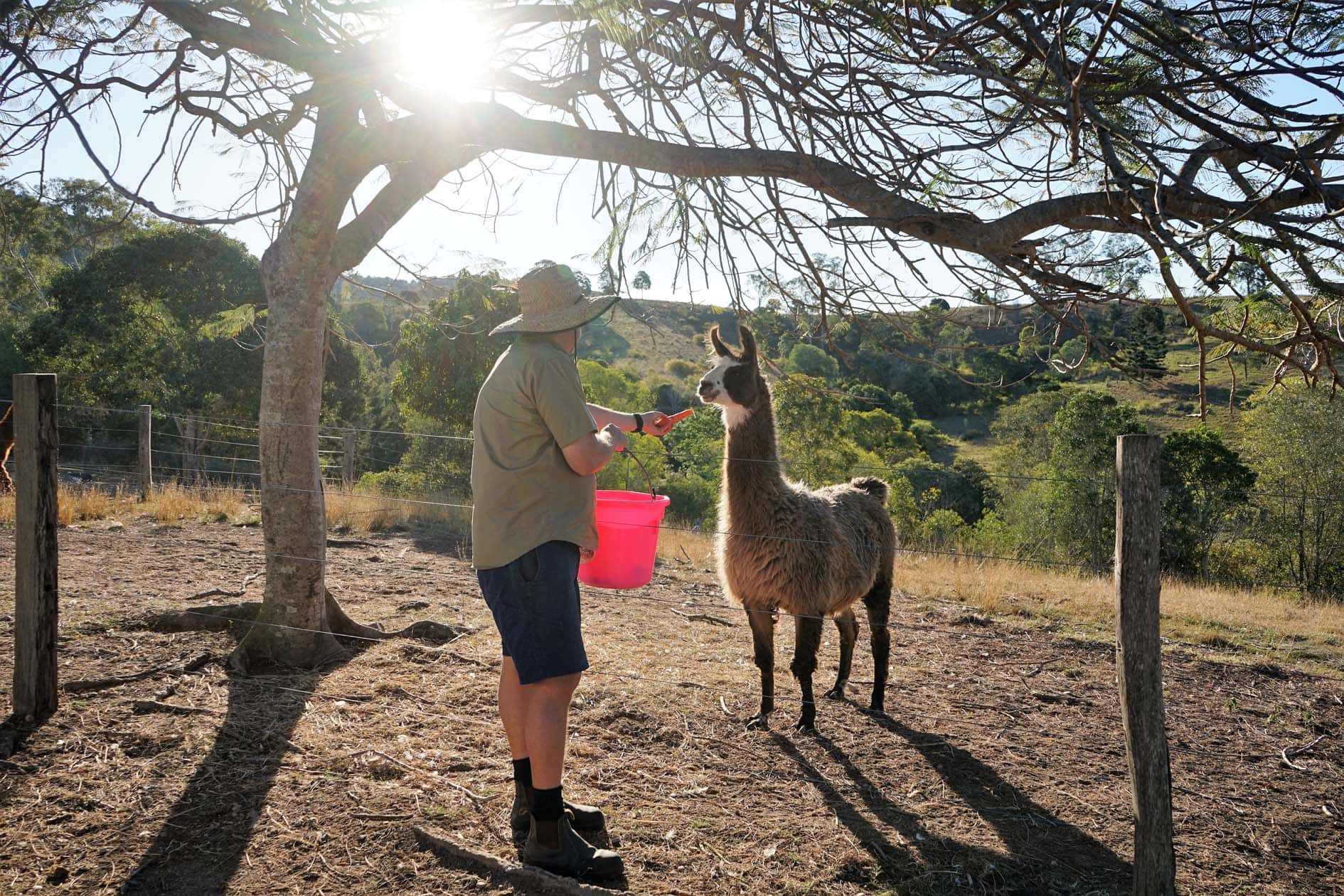 Shane Hancock feeds on the Llamas at the Llama Farm Shane Hancock feeds on the Llamas at the Llama Farm