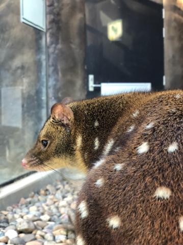 Luna – Spotted tailed Quoll Luna – Spotted tailed Quoll