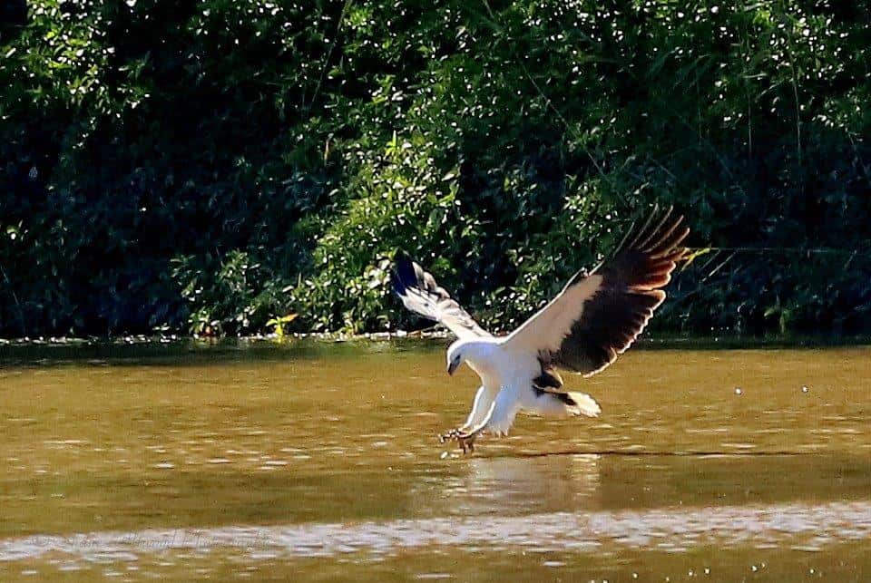 Raptor – Eagle White-bellied Eagle_06072016_1405_ (1) Raptor – Eagle White-bellied Eagle_06072016_1405_ (1)