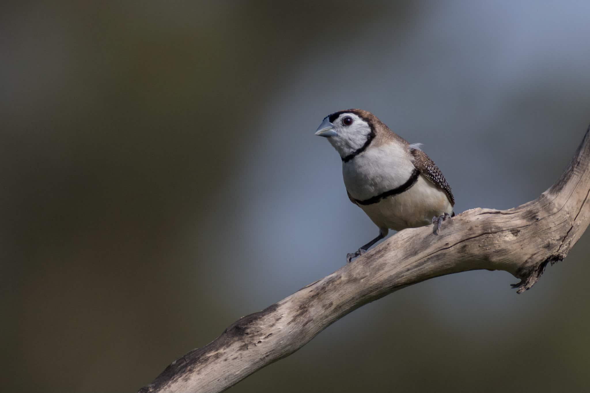 double barred finch – Michael Gibbs double barred finch – Michael Gibbs