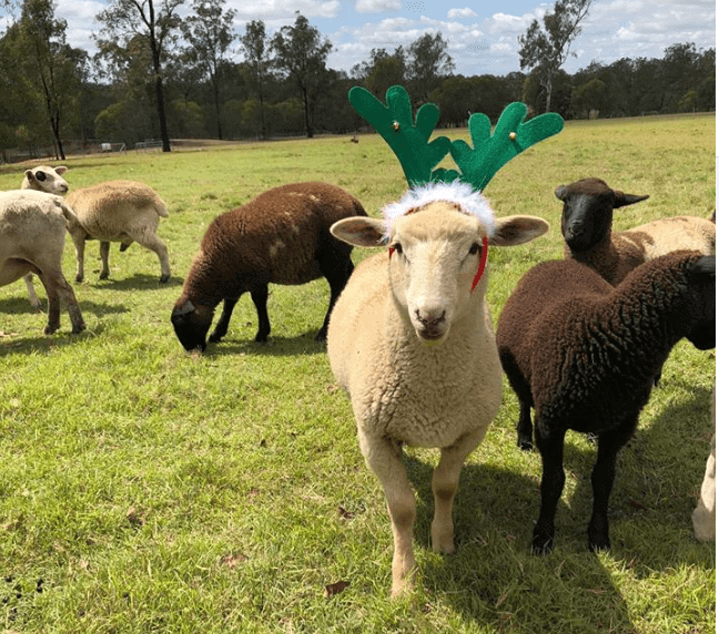 farm farm