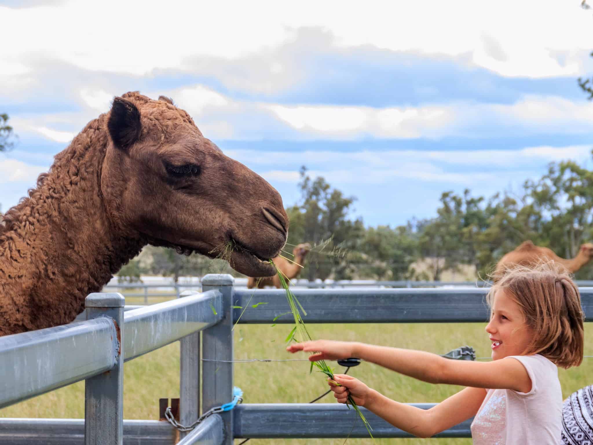 Get hands-on with the gentle camels at Summer Land Camel Farm Get hands-on with the gentle camels at Summer Land Camel Farm