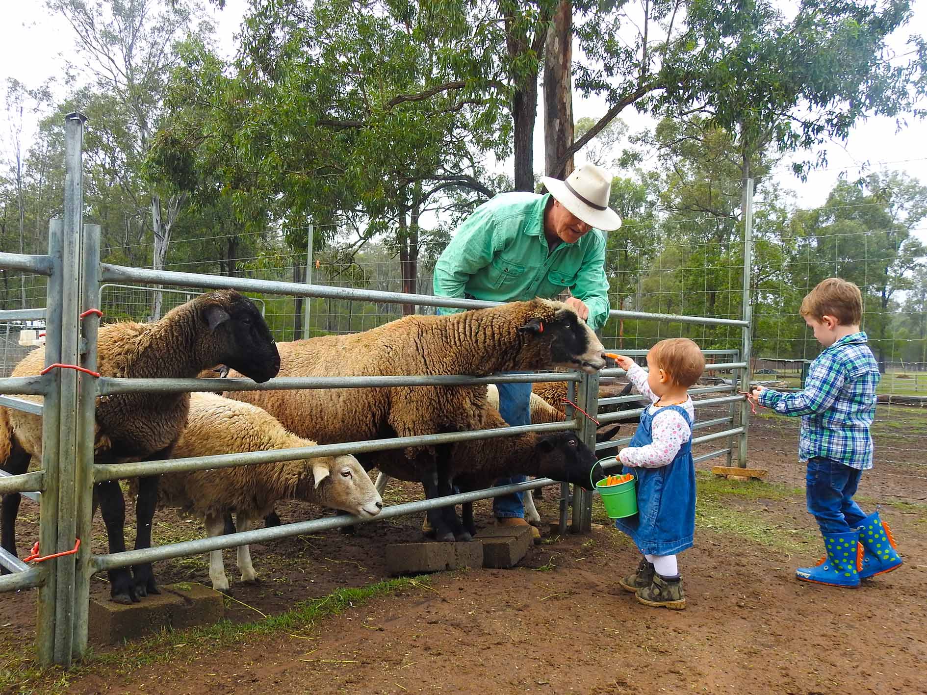 Haigslea Ewe Nique hobby farm Haigslea Ewe Nique hobby farm
