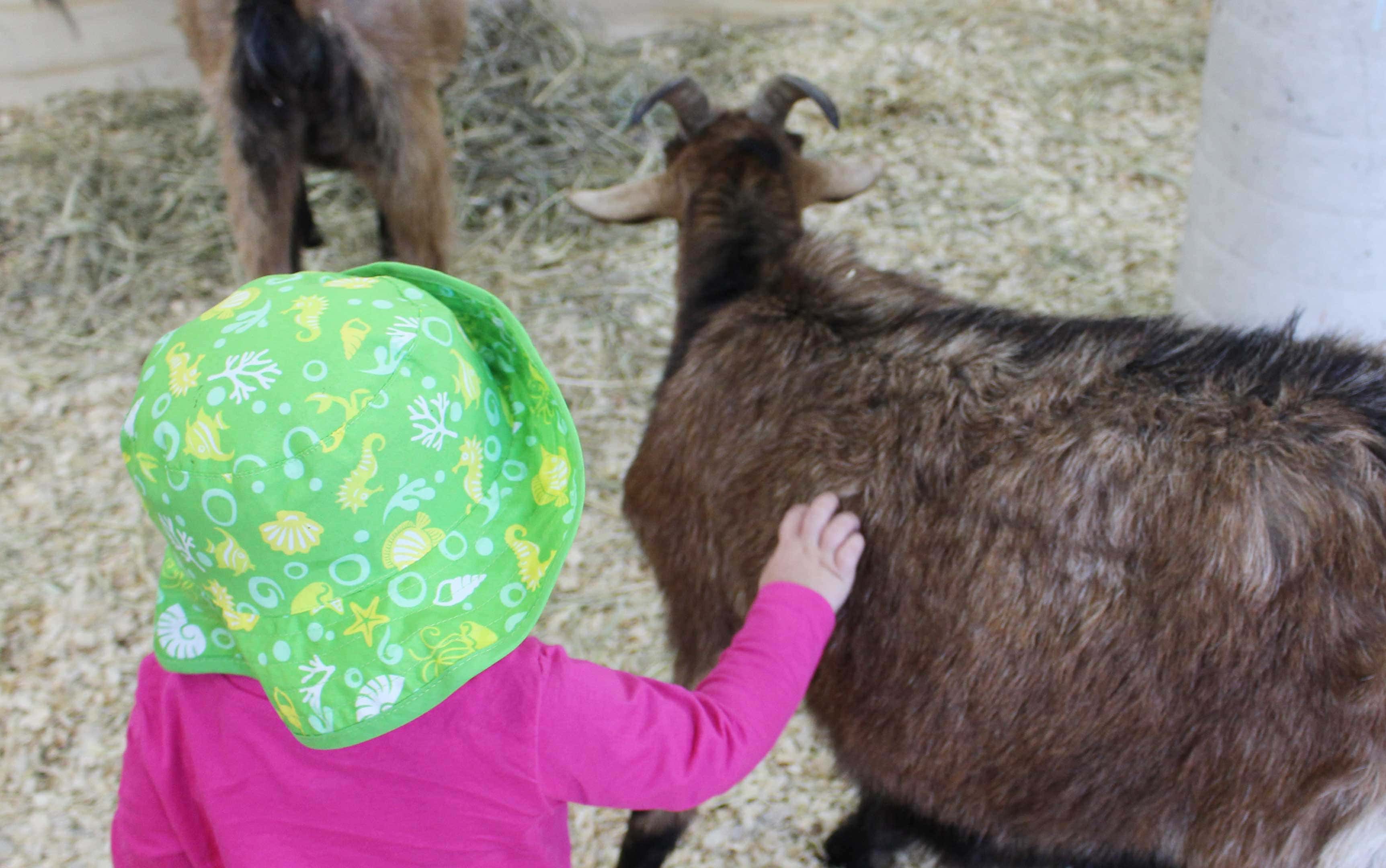 petting zoo petting zoo