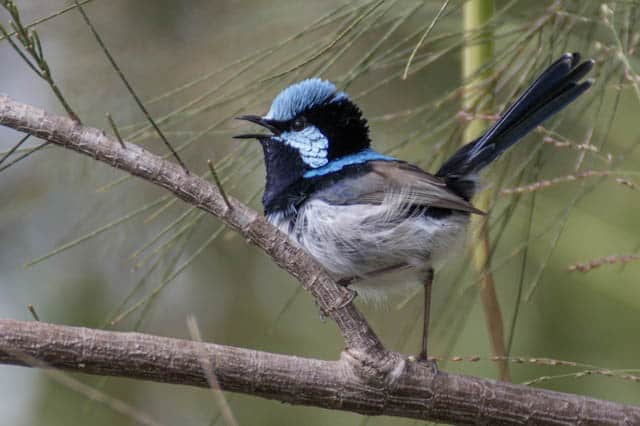 superb fairy wren – Michael Gibbs superb fairy wren – Michael Gibbs
