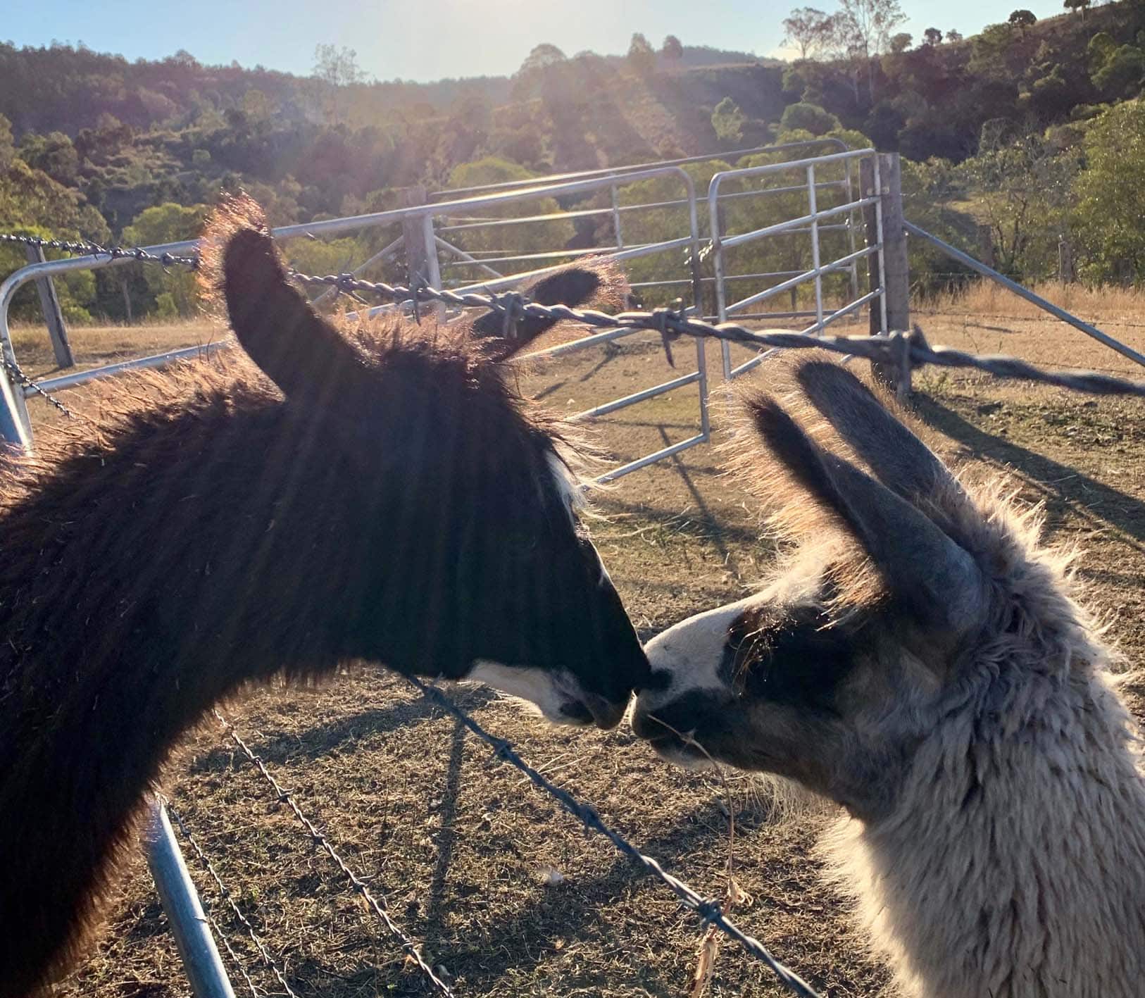 Kisses at the Llama Farm Kisses at the Llama Farm