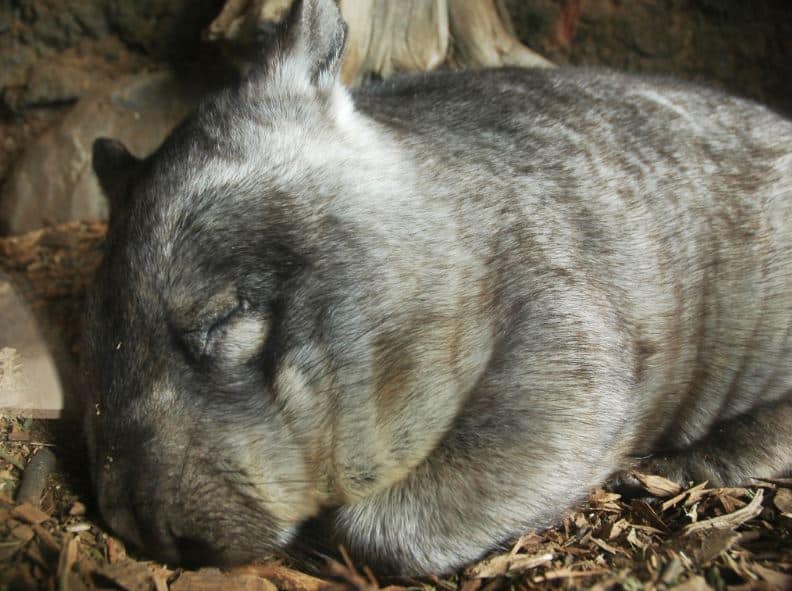 wombat wombat