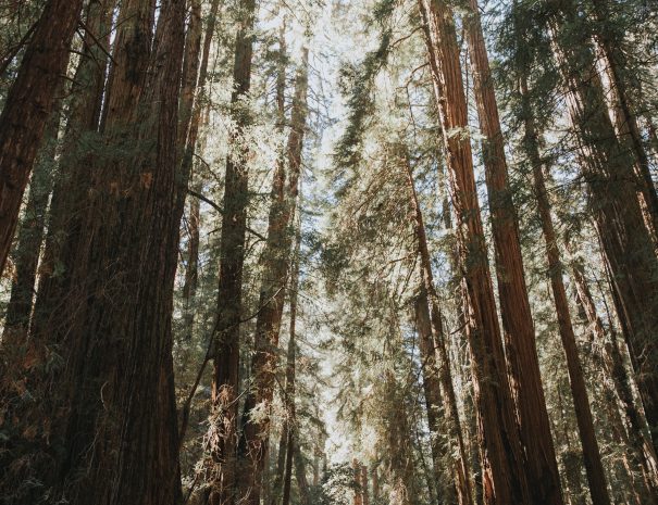 sequoia2