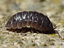Pill Bug