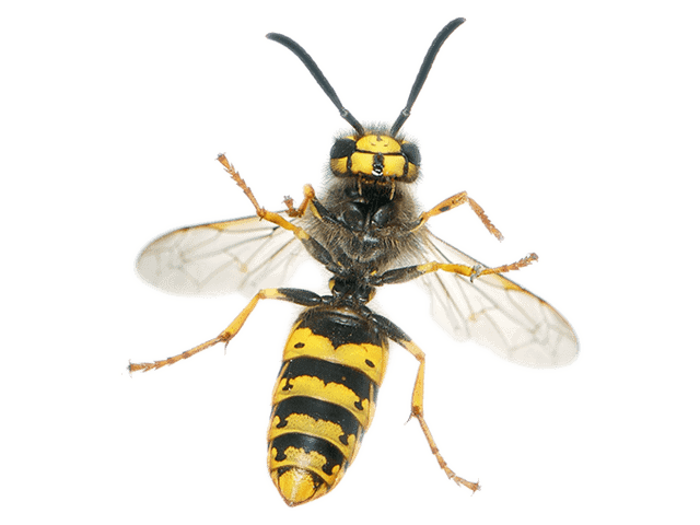 Yellow Jacket / Wasps