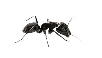 Carpenter Ants