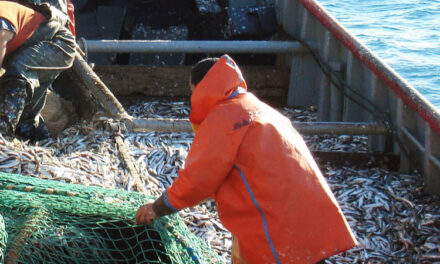 En 2020 la anchoíta volvió a ser patagónica