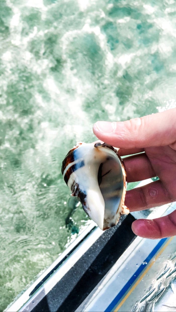 hermit crab in the ocean