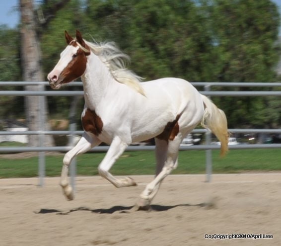 Running Tovero Pinto Horse Left Side