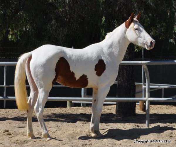 Tovero Pinto Horse - Right Side