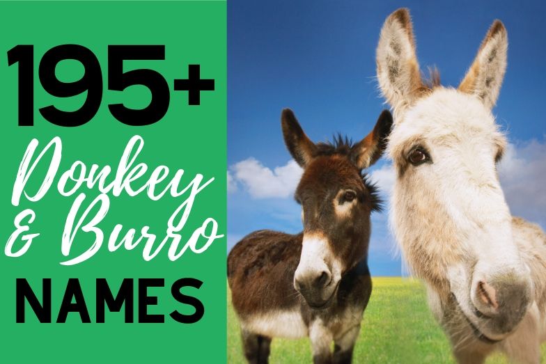150+ Horse Names for Fillies and Mares + Tips for Naming Helpful