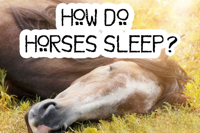 Average Lifespan of Horses and Ponies with Chart | Helpful Horse Hints