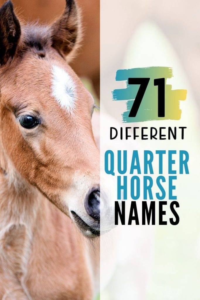 Guide to Choosing a Name for Your Quarter Horse With 71 Ideas | Helpful ...