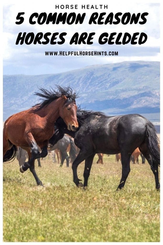 5 Common Reasons Horses are Gelded Helpful Horse Hints