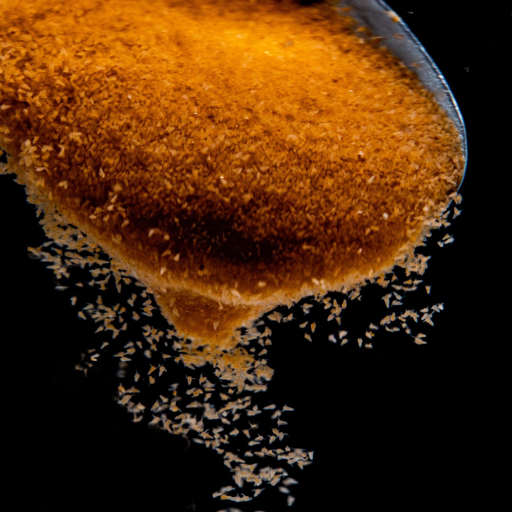 Spoonful of Artemia. Spoonful of Artemia.