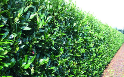 inst-conv-1 Hedge vs Conventional