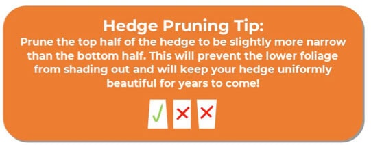 puring5 A guide to How to Prune best trees for privacy. Best Bushes for privacy. Privacy shrubs pruning tip.