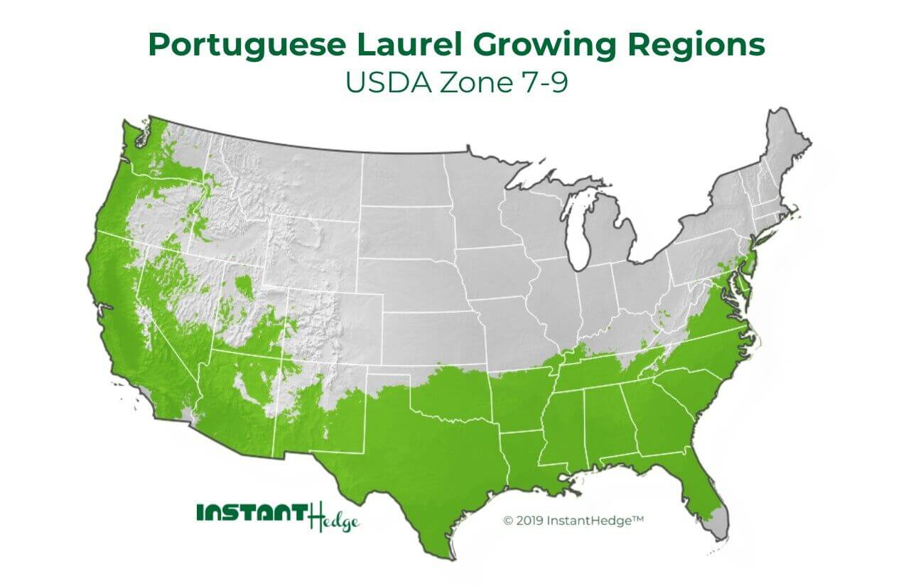 portuguese laurel growing zone Laurel shrub growing region