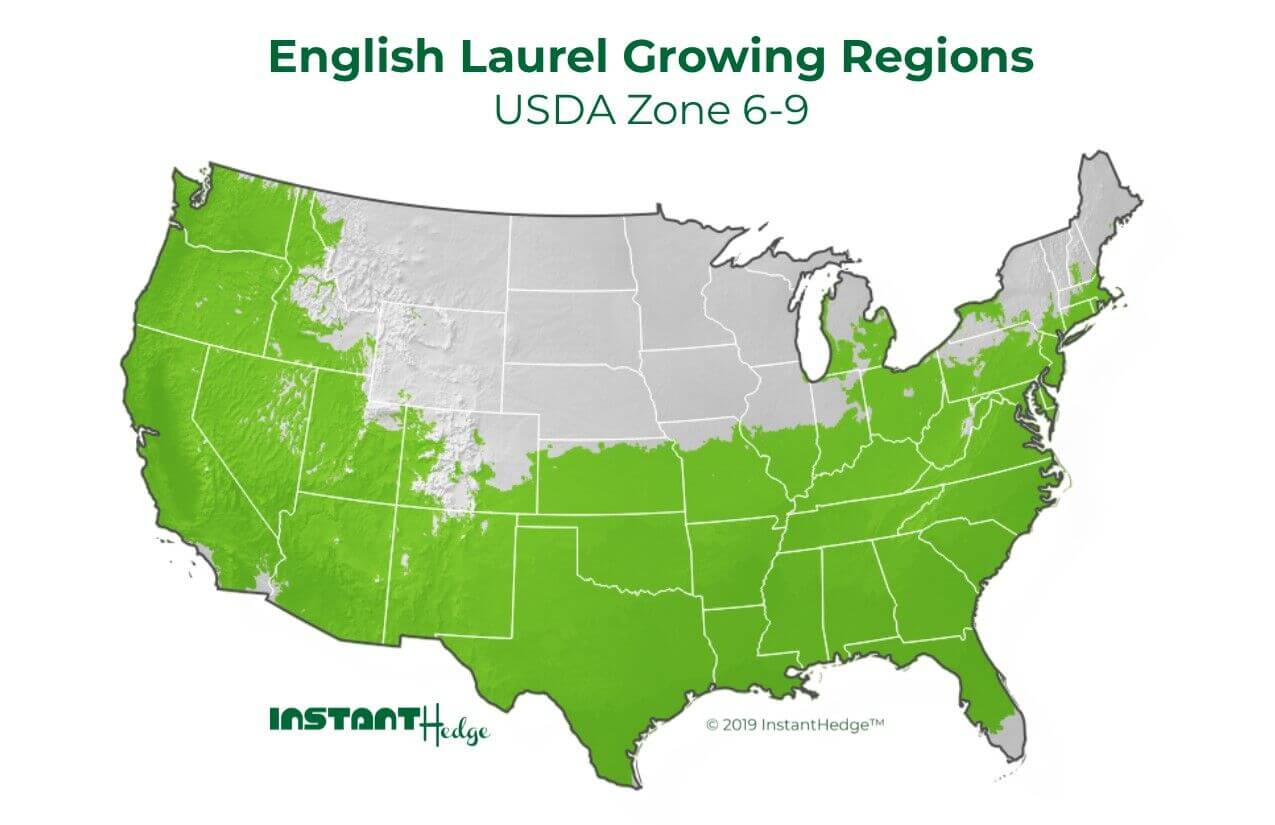English Laurel Growing Conditions Laurel Plant growing conditions