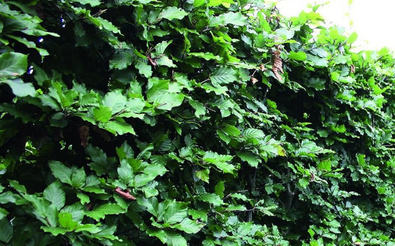 00000104-Fagus-sylvatica-beech-Summer-foliage-leaves-dark-green-deciduous-hedge-privacy Fagus Sylvatica Summer Foliage. European Beech hedge looks stunning in summer with green foliage