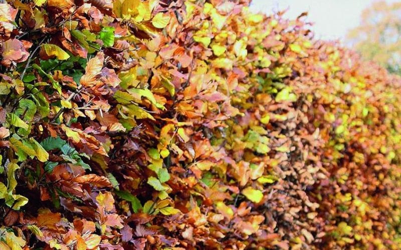 00000105-Fagus-sylvatica-beech-fall-foliage-leaves-color-yellow-bronze-orange-green-purple European Beech Tree in Fall: Fagus Sylvatica Copper Beech color during fall