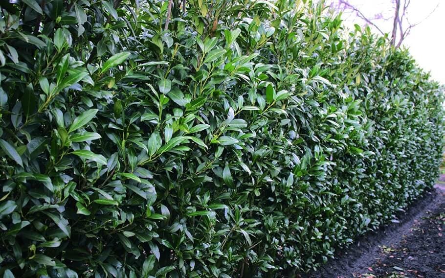 Schip Cherry Laurel (Prunus laurocersasus 'Schipkaensis') Hedges