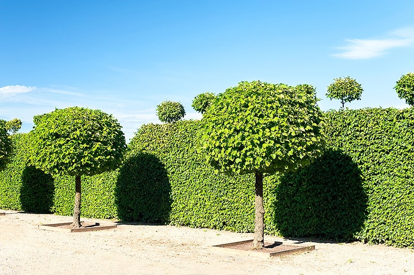 383483533-Fagus-beech-hedge-formal-park-estate-entry-driveway-allee-avenue-topiary