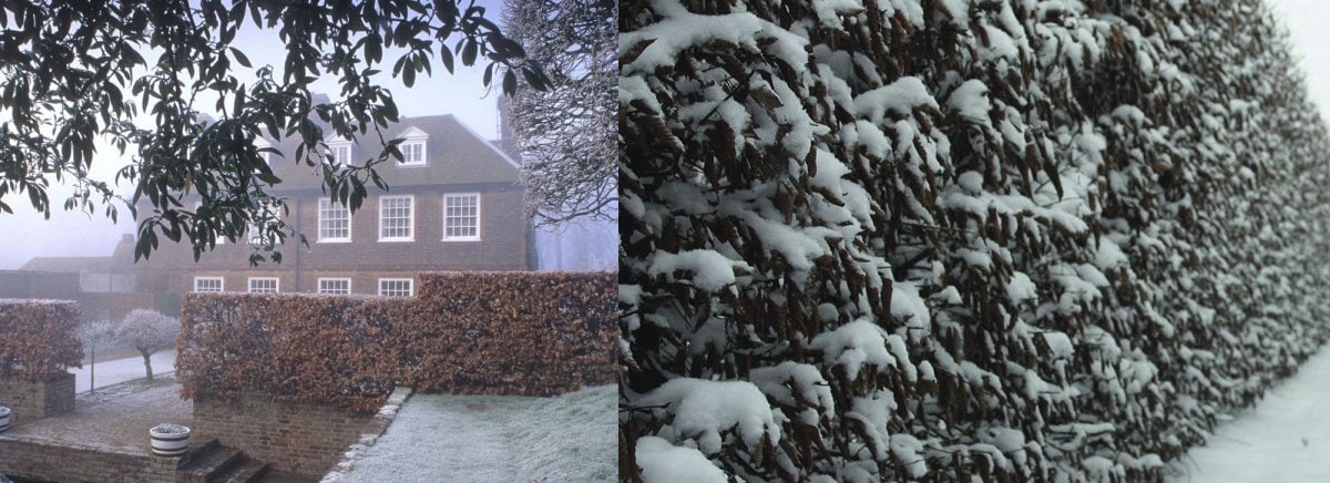 Beech holds its copper-colored leaves through the winter. Beech is available in an array of rich colors, while Hornbeam tends to display poorer color.