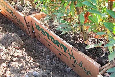 InstantHedge-planting-biodegradable-cardboard-box fast growing evergreen trees for privacy