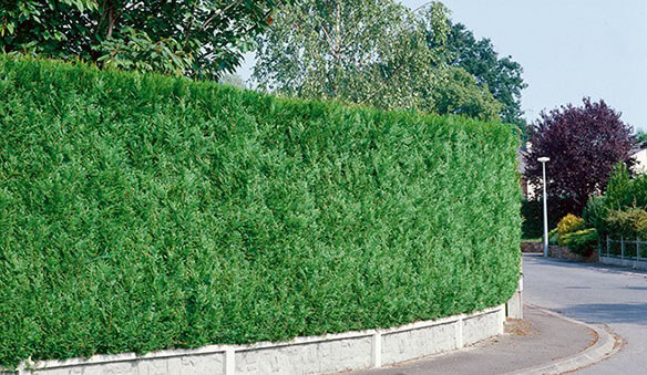 Fast Growing Hedges For Privacy Instanthedge Blog