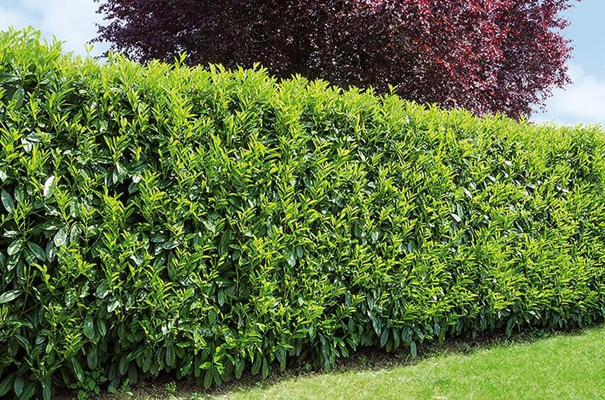 Portuguese Cherry Laurel Prunus Lusitanica Hedges Instanthedge You can find a variety of laurel plants that have. portuguese cherry laurel prunus