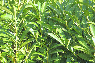Prunus-laurocerasus-Schipkaensis-skip-laurel-leaves-foliage-closeup Schip Laurel Foliage (types of laurel shrub)