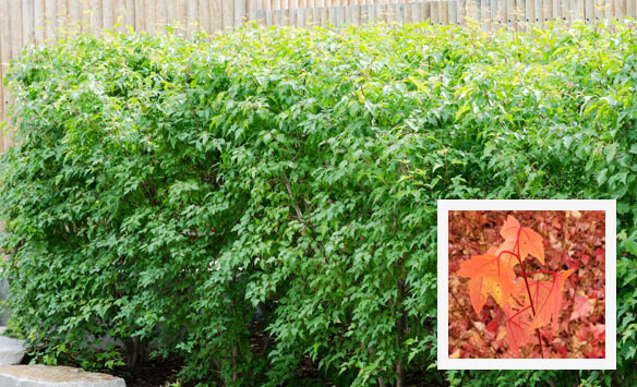 bst-thumb3 fast growing evergreen trees for privacy