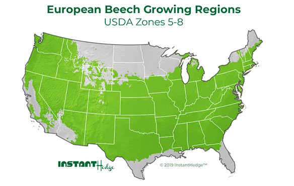 bst-thumb5 Privacy hedges ideal for zone 5-8. Best bushes for privacy. Evergreens for Privacy growing region.