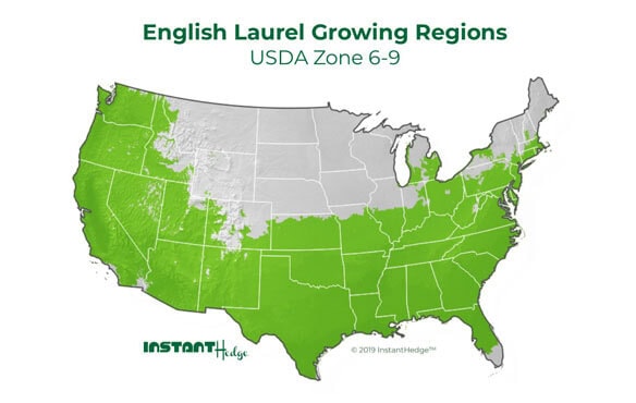fgh-map2 fast growing evergreen trees for privacy