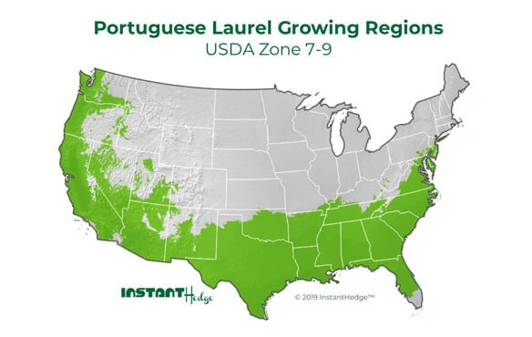 fgh-map4 fast growing evergreen trees for privacy