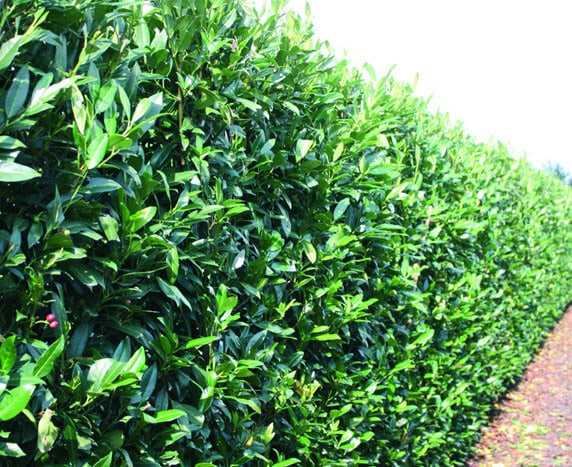 Privacy Hedges Privacy Hedges