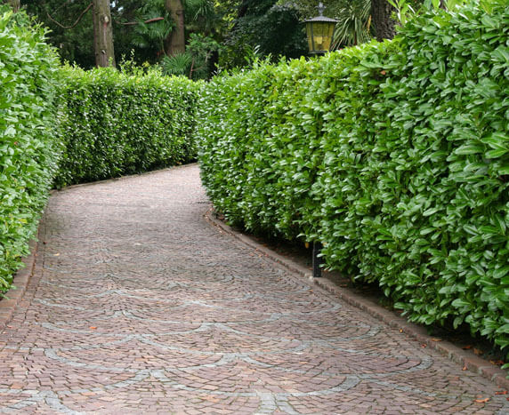 Lining Driveways buy laurels online at InstantHedge Oregon