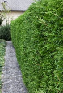 ph-1 Best Bushes for privacy: Buy Privacy shrubs available for sale