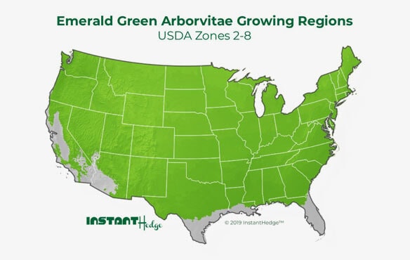 ph-map6 Emerald green arborvitae comes in best privacy hedges which ideal for zone 2-8.